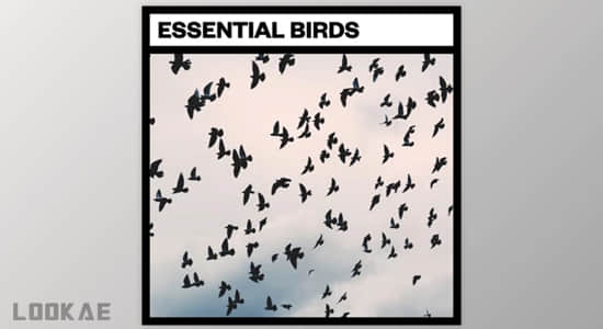 鸟类鸣叫飞行拍打翅膀音效 Essential Birds