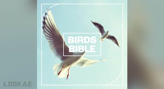 鸟类翅膀拍打声叫声无损音效 Birds Bible