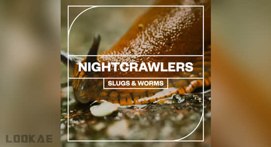 夜晚生物蜗牛爬行无损音效 Nightcrawlers Slugs and Worms